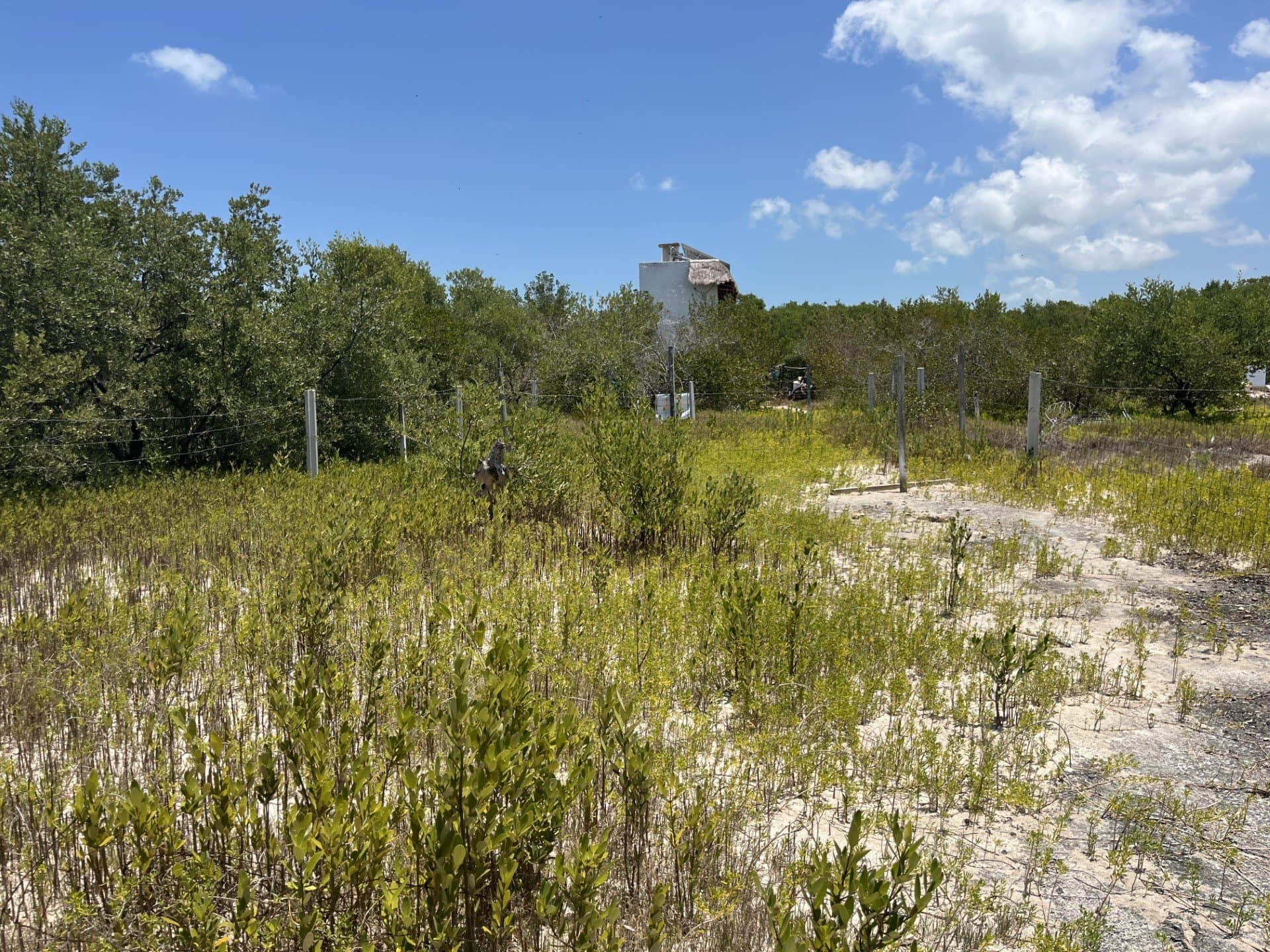 2 Terrenos en venta en Centro de Holbox, Quintana Roo, fotografía 5