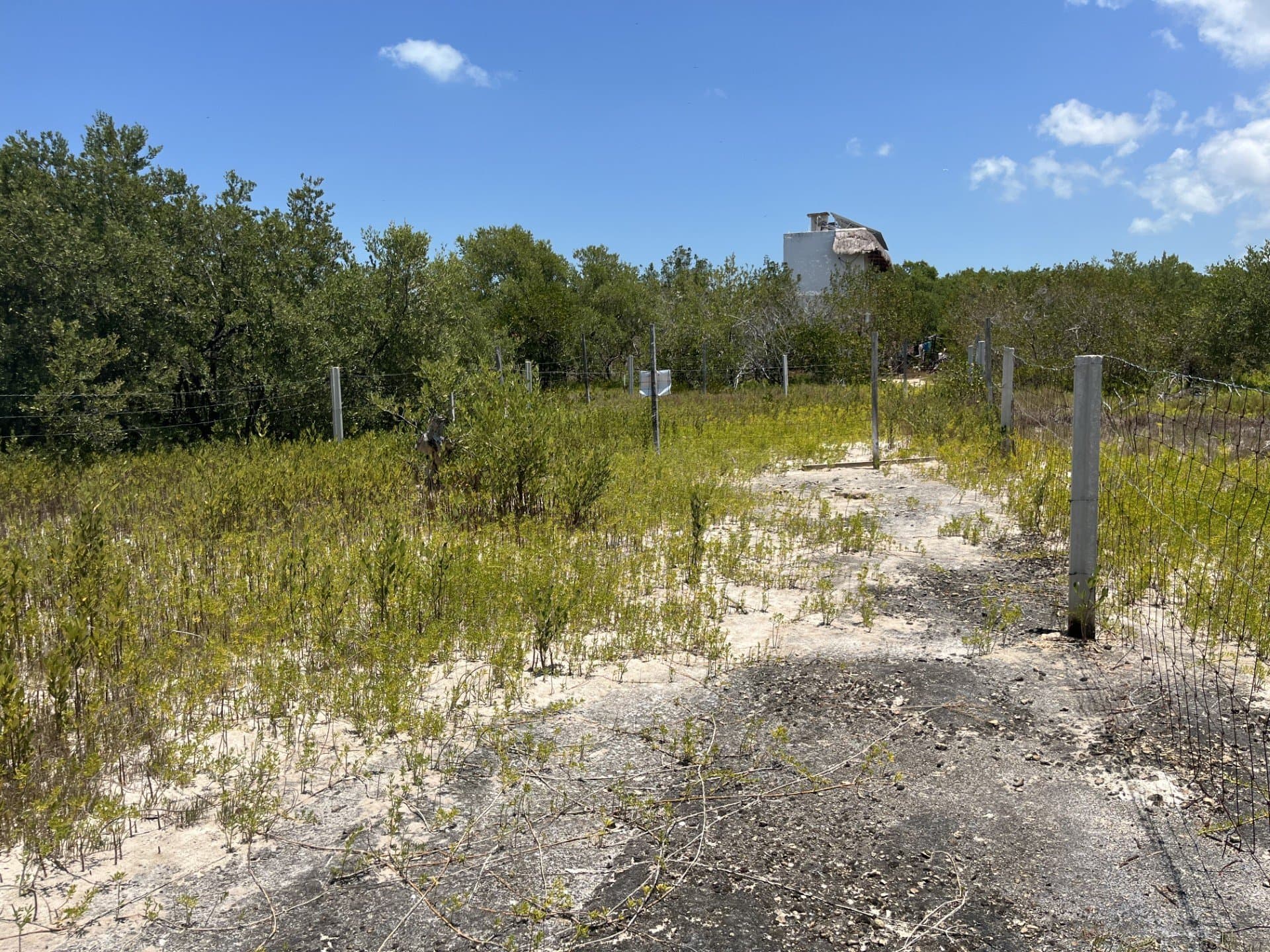 2 Terrenos en venta en Centro de Holbox, Quintana Roo, fotografía 4